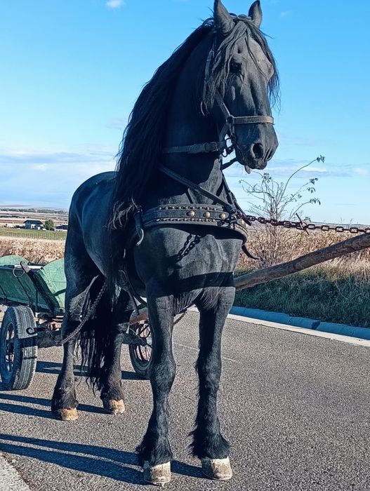 Armăsari de vânzare.