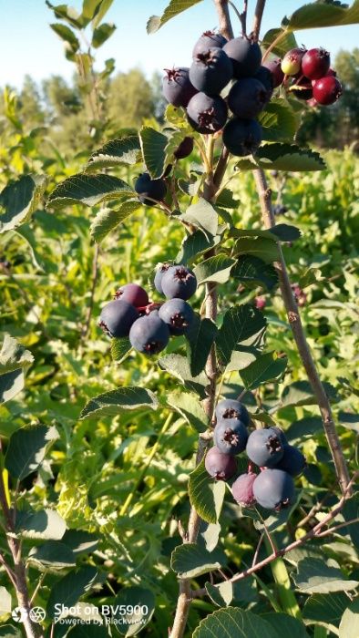 vand afin canadian saskatoon soiul smokey de 3 ani cu fructificare
