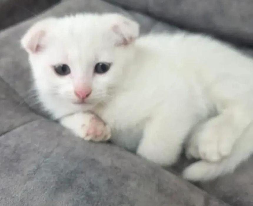 Мысық сатылады өте таза