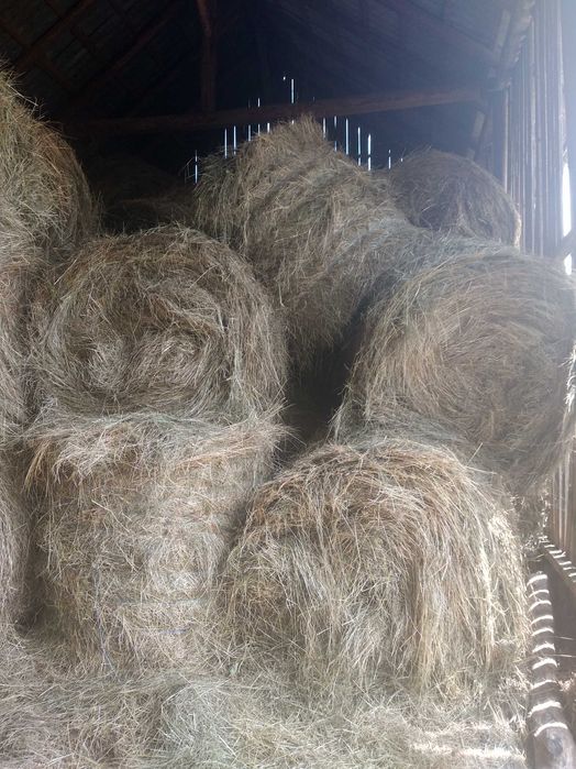 Vând baloți rotunzi din 2025