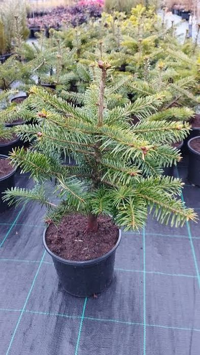 Продавам елхички дрянче клонки и букечета за ваза