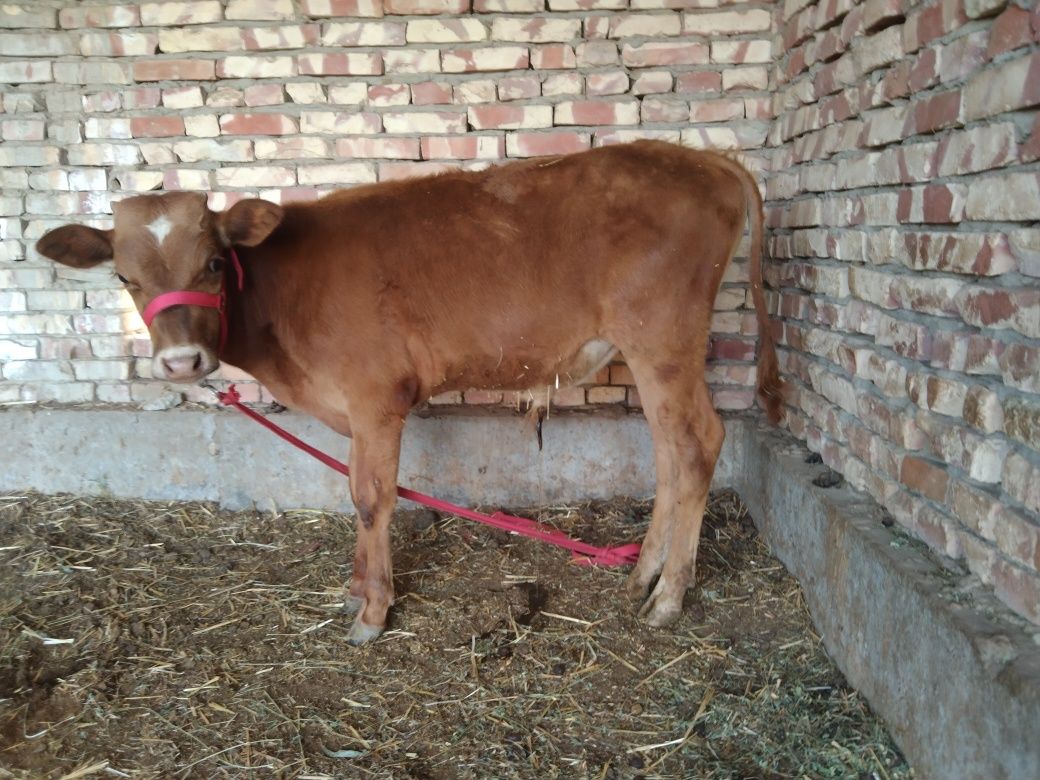 Sifatli paroda Buqqachala sotiladi 7500 dan 8500 milyongacha kelishami