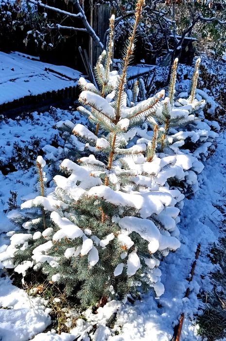 Ели туи разных сортов