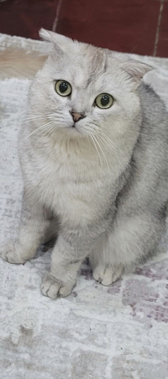 Продам  британского кота,серебристая шиншила.