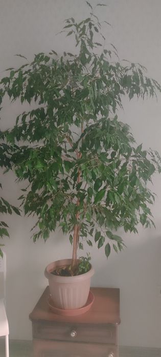 Продам фикус Бенджамина, больших размеров