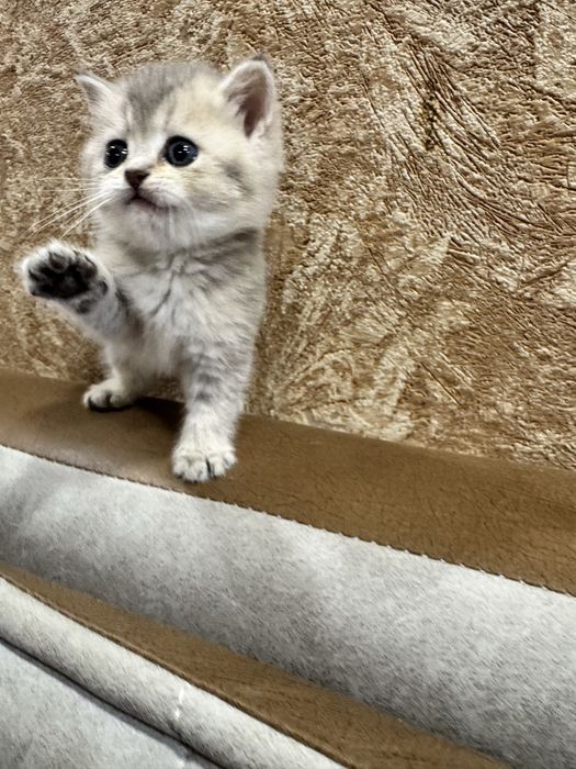 Продается чудо котенок, британский мальчик