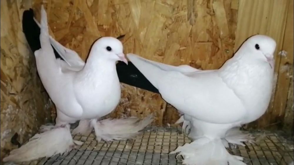 Голуби птица Персы