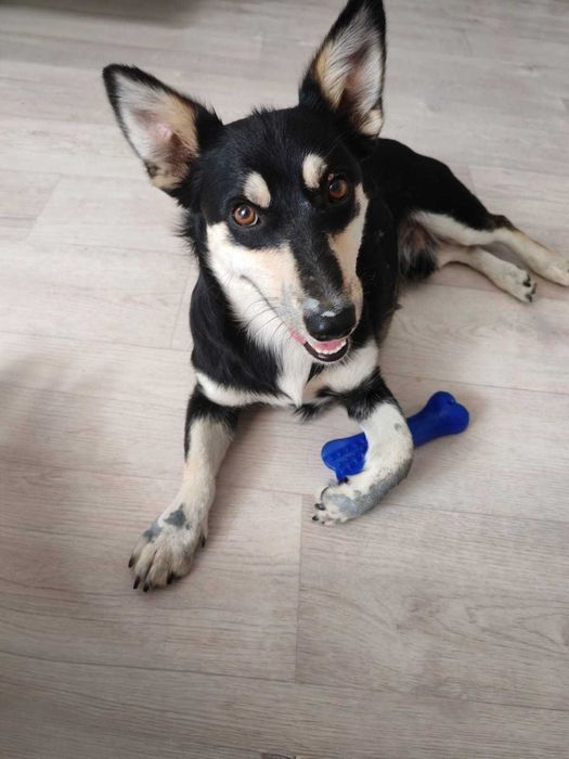 Озорной и добрый мальчишка ищет дом и заботливую хозяйку