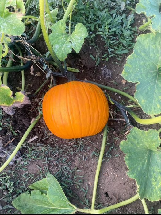 Vand dovleac / bostan de halloween