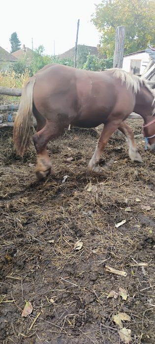 Mânz de vânzare 1 an și 2 luni