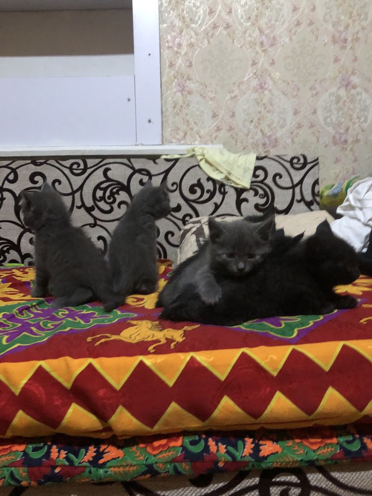 Домашние котята