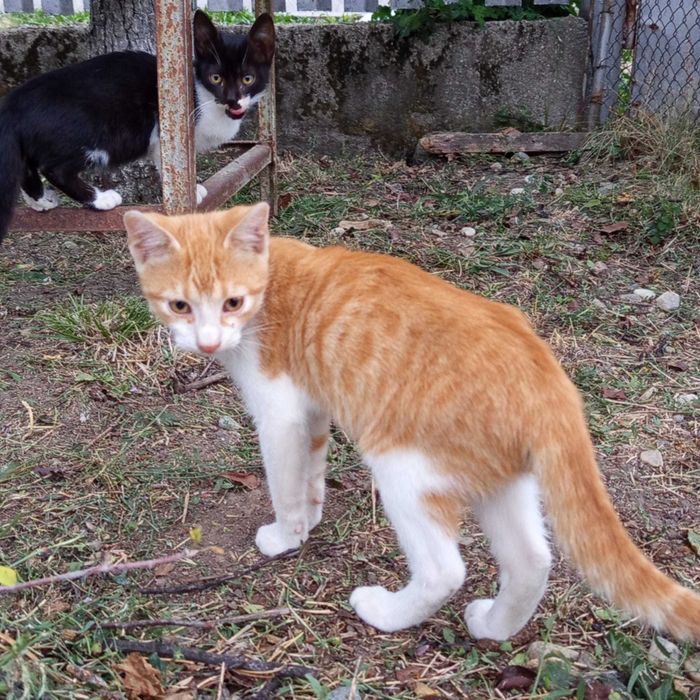 2 baietei si o fetita