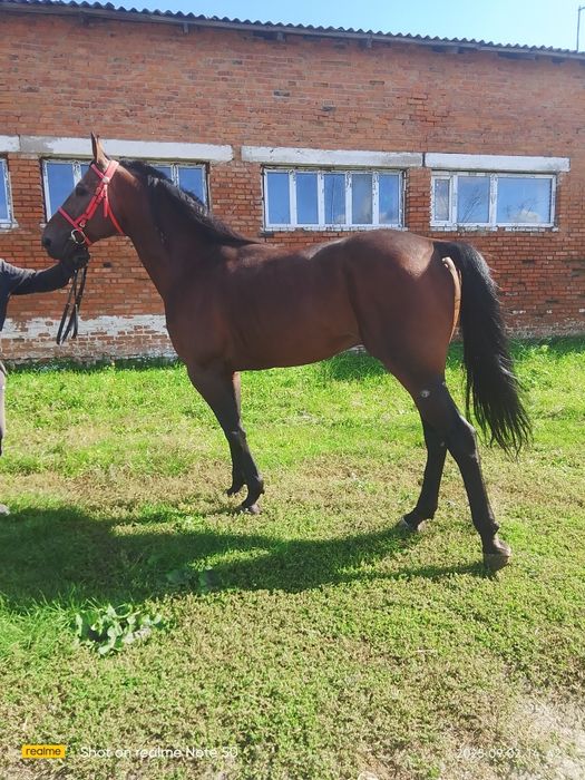 Продам жеребцов разных пород и возрастов