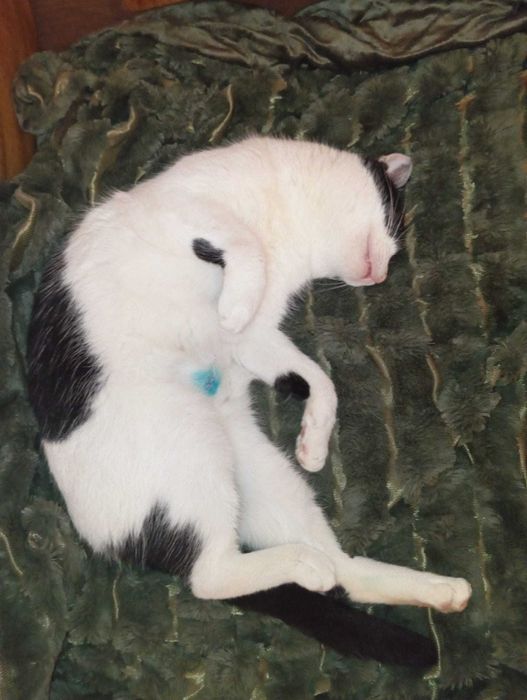 Cadou gratis Mos Nicolae/Craciun pisica 1 an sterilizata