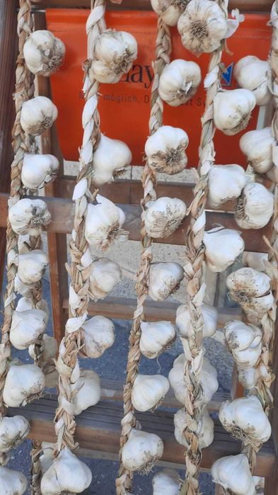 Български зимен чесън собствено производство! Без химикали и пестециди