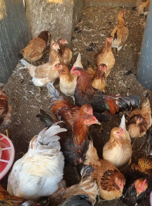 Cocoși și găini cu ouă verzi