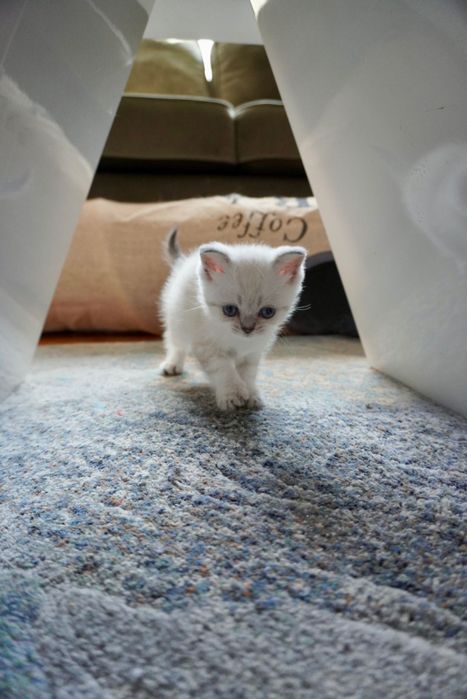 Шотландски и британски котки