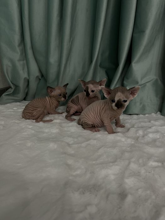 Бронь котят сфинкс
