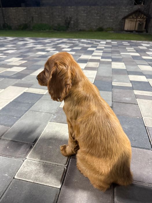 Английский кокер спаниель