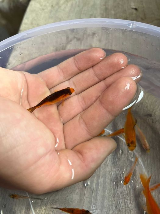 Vand Pești Iaz / Acvariu - Carasi aurii/Colorati