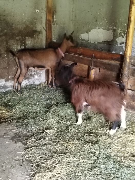 Vând o capră și o iadă