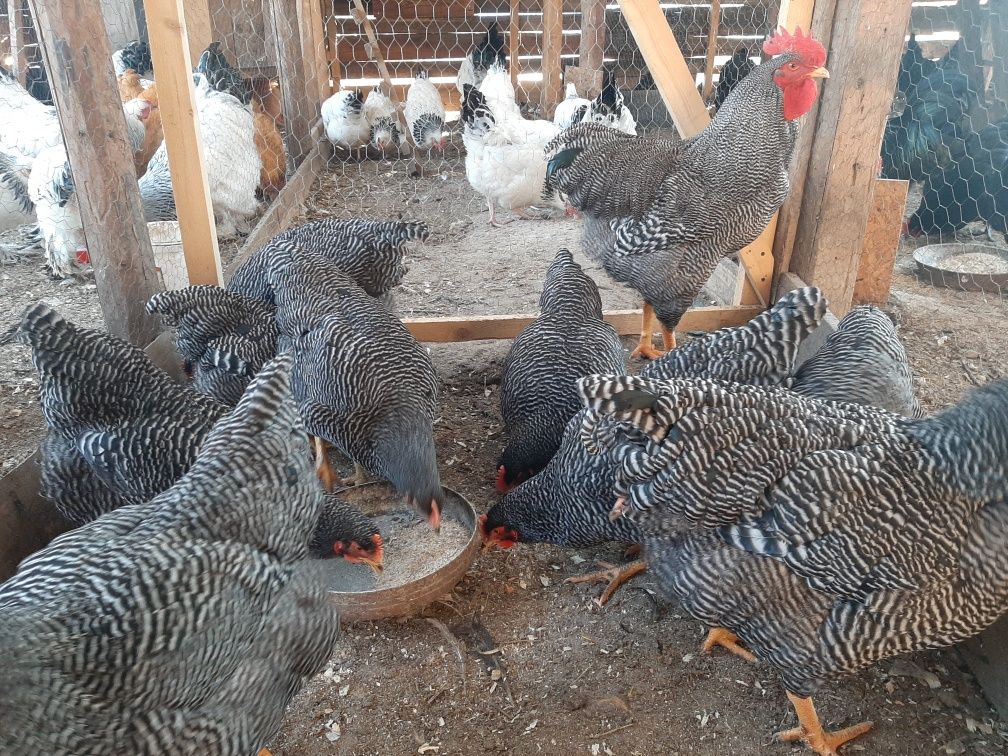 Oua incubat plymouth rock barat
