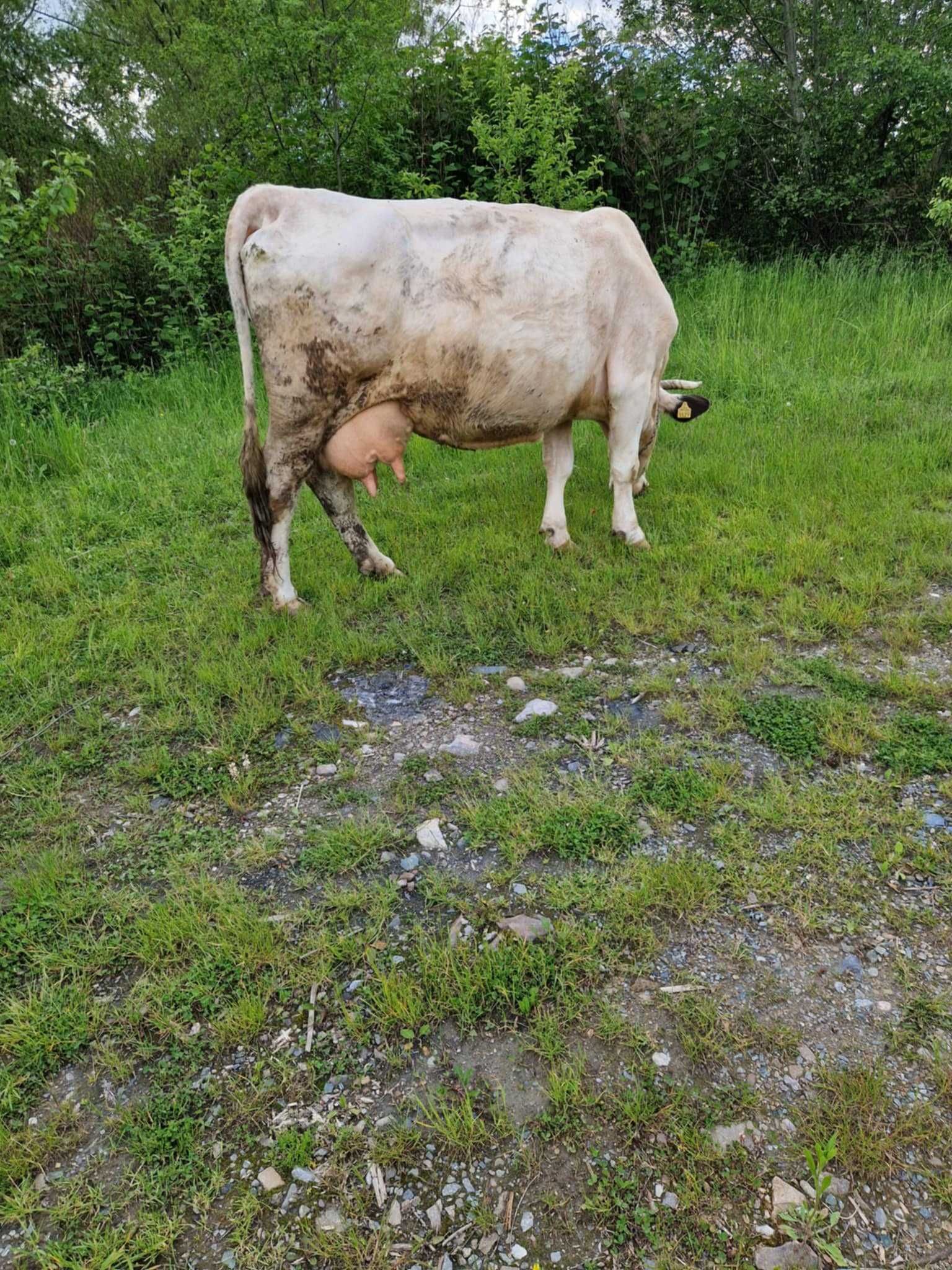 Vaca baltata 20l lapte la zi