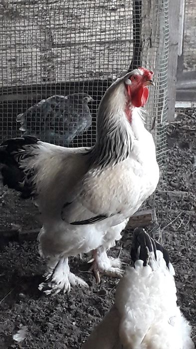 Продам петуха светлой брамы