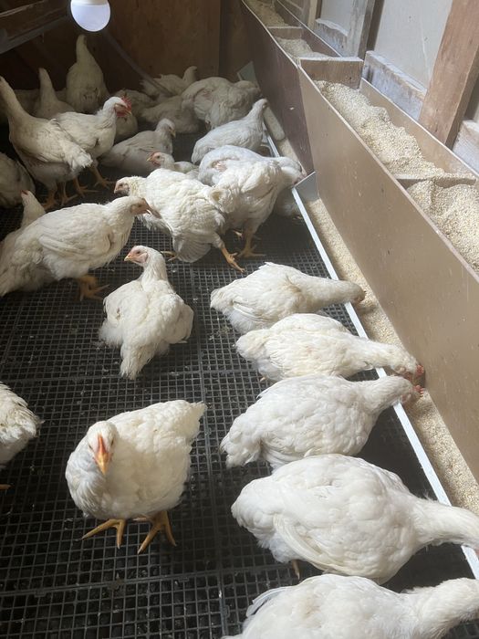 Pui de carne crescuti natural-livrare la domiciliu