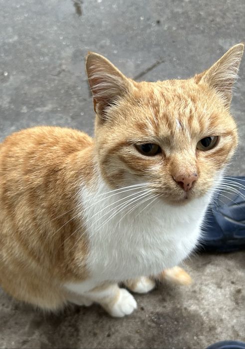 Търся дом за коте