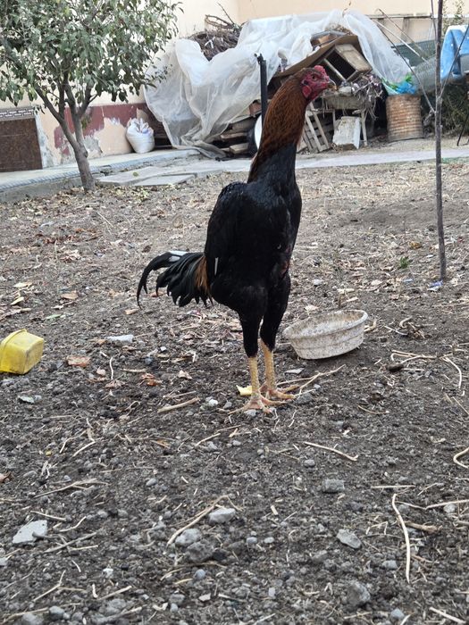 Srochna Dakanni oppo dodasi sotiladi