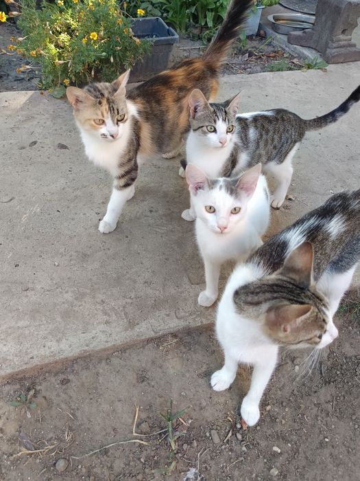 ofer spre adoptie 5 pisicuti (pisoi\pisica/motan)
