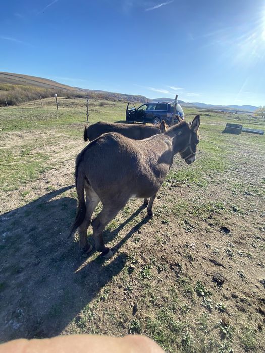 Vand magarita gestanta!