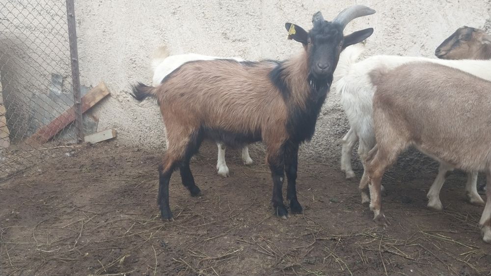 Альпий француз теке сатылады. 40 000тг.