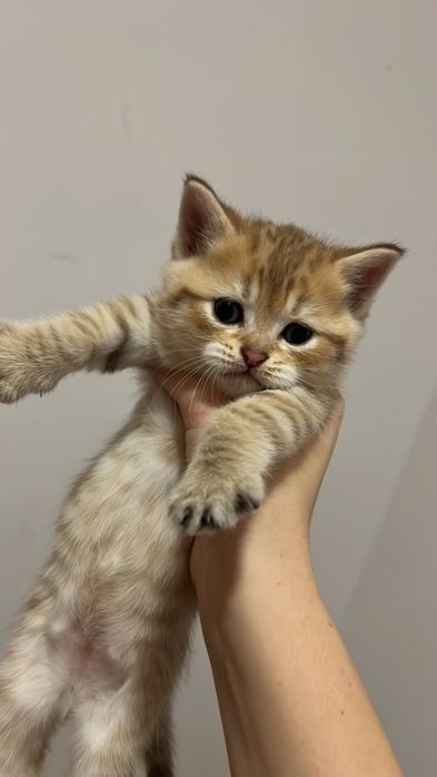 Pisici – 4 săptămâni – doar de rezervat.