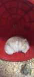 Donez hamster pitic