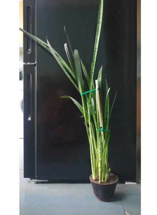 Комнатный цветок: Сансевиерия (Кашачий хвост или же Тещен Язык)