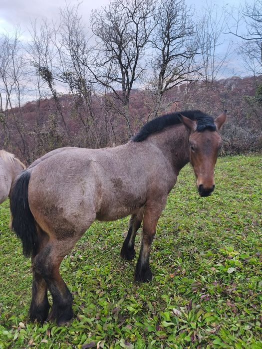 Vând mânză frumoasa