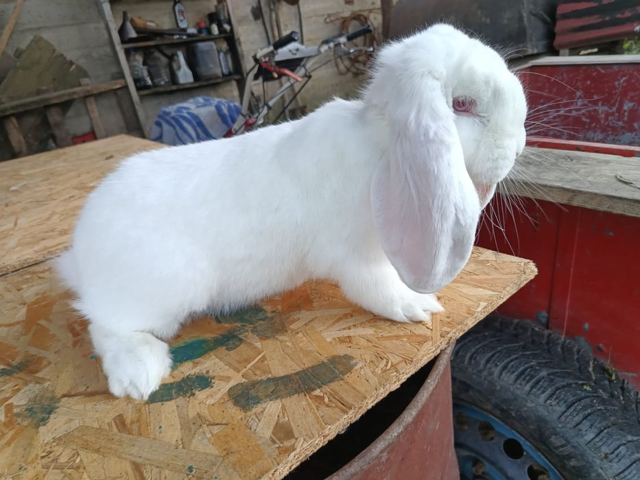 Iepuri berbec german