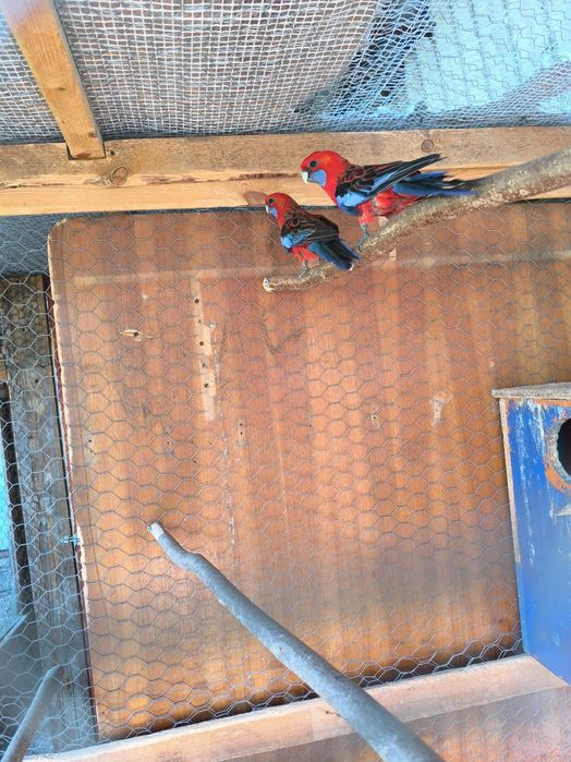 Vând papagali rozele penant și rubin