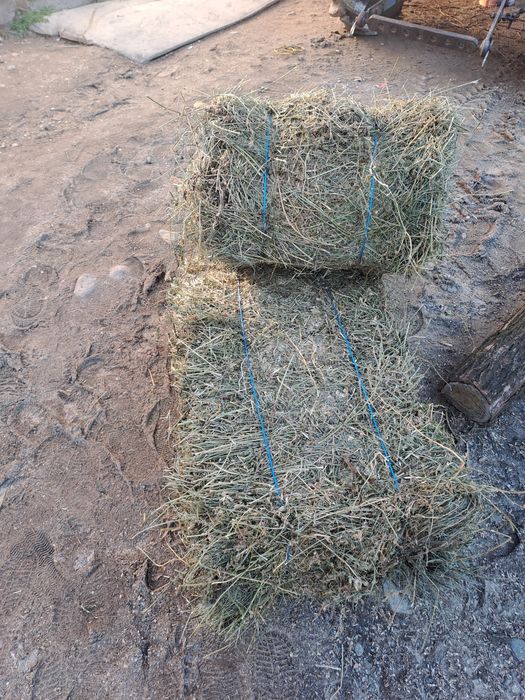 Vând baloti de lucerna.