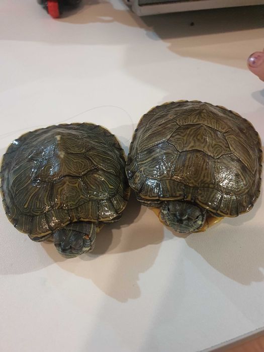 Срочно Продам черепашае Южна Африканские