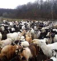 Vând capre(50 de bucăți)