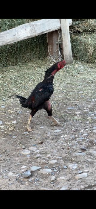 Дакан петух продаётся