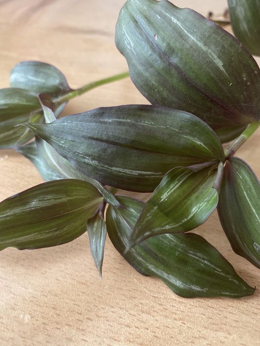 отростки Традесканции purpusii