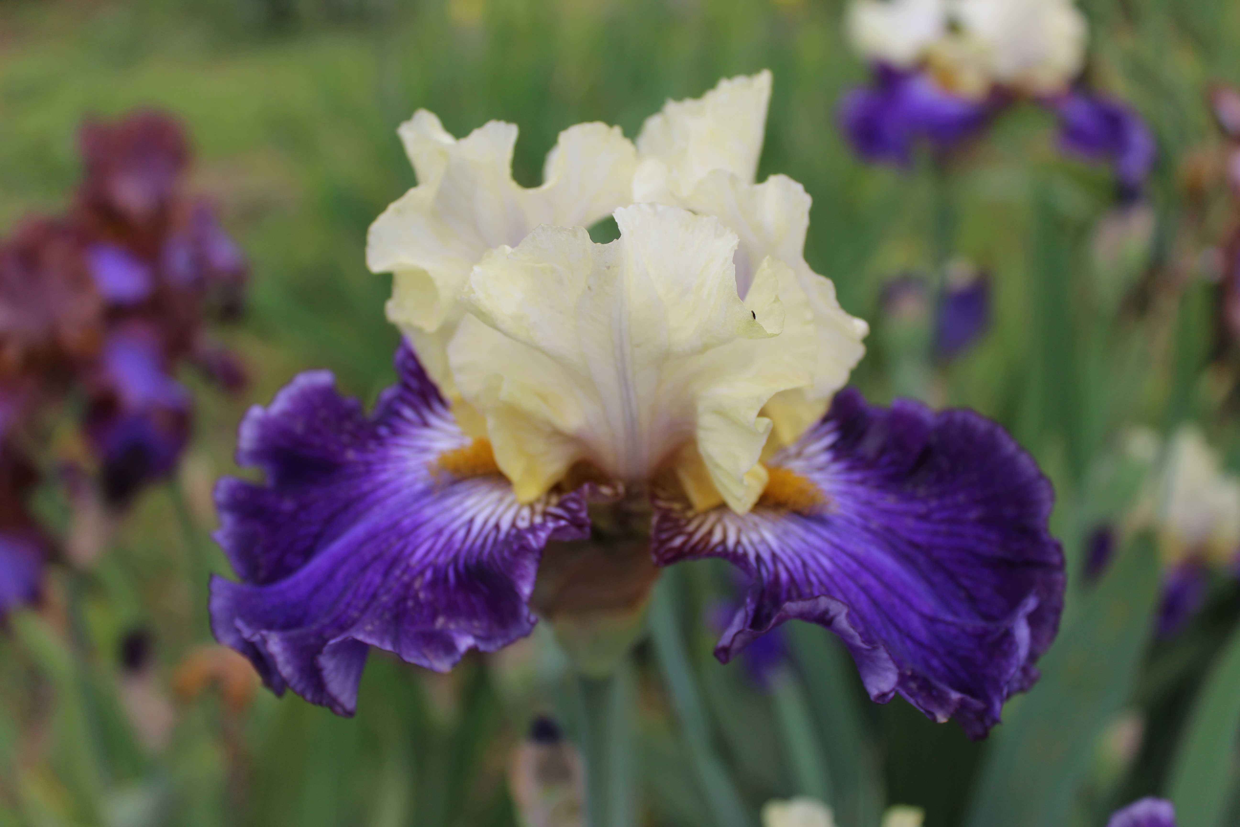 Сортови   ириси (iris beadrded)