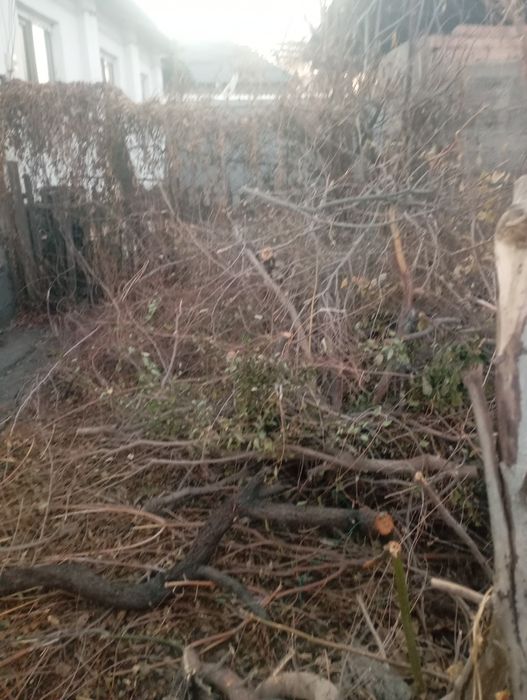 Срочно отдам дрова бесплатно самовывоз