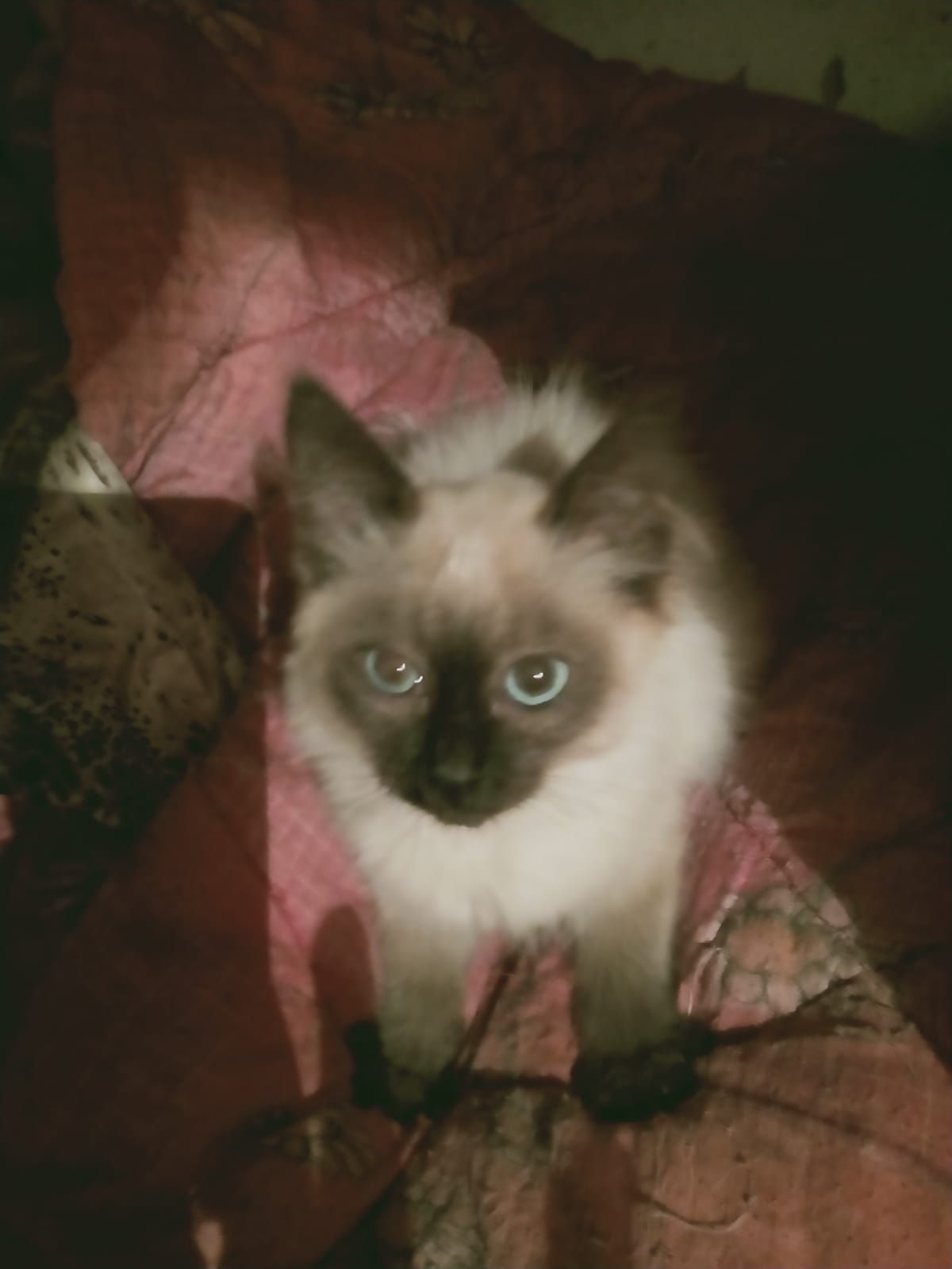 Ищеи дом для котенка