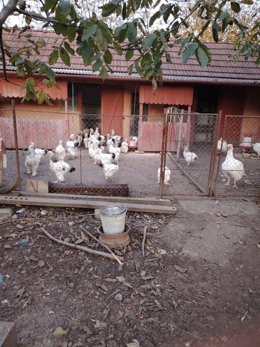 Vand pui de carne Brahma