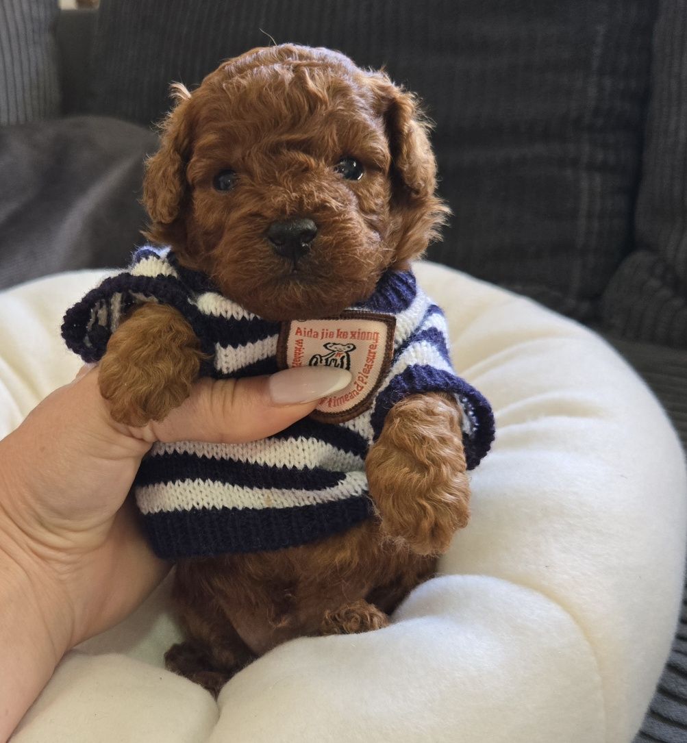 Пудел той Poodle Toy с родословие